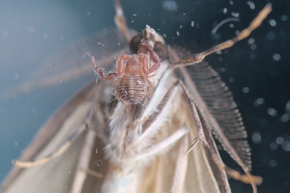 A photo of a tiny pseudoscorpion (a tiny predator that looks like a scorpion without a stinging tail). It's hanging onto the proboscis at the front of the face of a moth. Pseudoscorpions regularly move about hitch-hiking lifts on pollinator insects.