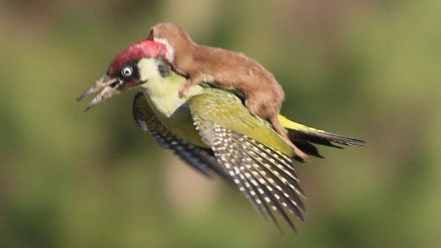 A baby weasel grabbing onto the back of a woodpecker in flight
