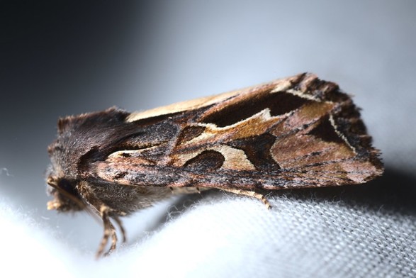A side-on photo of a large brownish fluffy moth with elegant sweeping blotches of yellow and pinkish brown and dark brown on its wings.