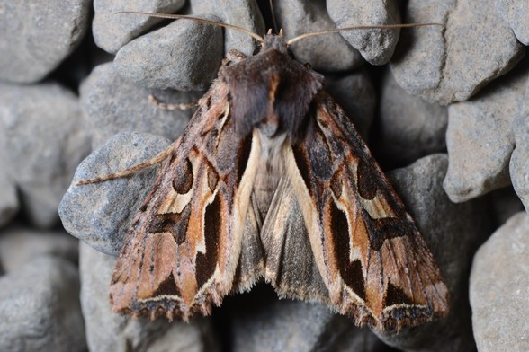 A photo looking down at a large brownish fluffy moth with elegant sweeping blotches of yellow and pinkish brown and dark brown on its wings. It is sitting on stones.