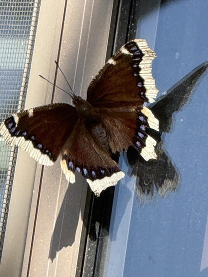 A dark colored butterfly on a window