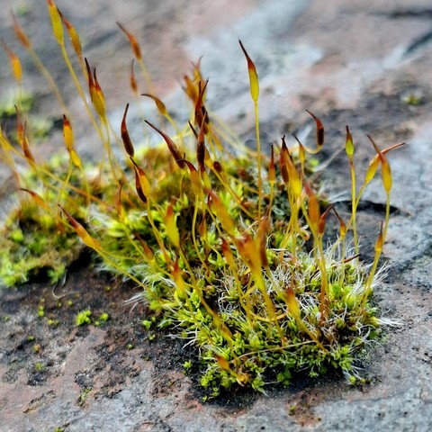 close up of a moss on a grey-reddish, uneven stone. The stone is pretty old and dirty, its surface pitted. The moss grows a bunch of reddish sporophytes.