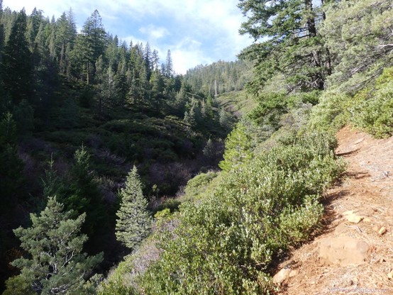 Heading up West Fork Seiad Creek Trail. While it is still good. Surprisingly, that bit that is so obvious on the far side is where it gets horrible.

Trail up a green canyon. A line of red dirt extends between low green growth on the right. Further off on the left, a cut can be seen in other low growth. Above the line of trail, more green is added in the form of tall triangular conifers. The sky is blue with many thin clouds.