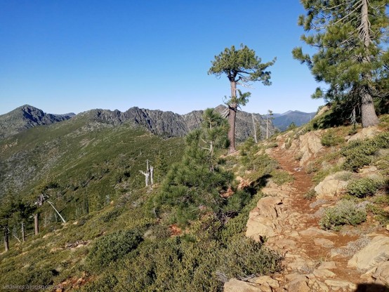 Boundary Trail (a National Recreation Trail) as it leaves the Pacific Crest Trail (the National Scenic Trail)

A red line of dirt between yellower rocks and low green shrubs leads away from the viewer at the ridge edge toward a ridge line. Low green shrubs rise up to the ridge on the visible side on the left, but where it rolls around, steep, dark rock drops downward on the right. A pair of trees stand on either side of the trail nearby, the upper one extra large, the lower missing all but an umbrella of branches.