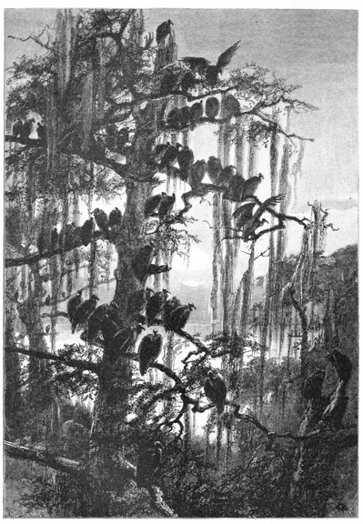 digitized image of a vintage b/w illustration from a magazine, woodcut print depicting a flock of "buzzards" (turkey vultures) roosting on a tree