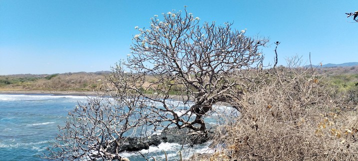Playa Cementerio desde Mirador Pitahaya, Cuajiniquil, Santa Cruz, Guanacaste, Costa Rica. Incluye un árbol sin hojas pero florido, un par de zopilotes en las ramas y un pescador en las rocas. Entre la maleza seca se distinguen suculentas de pitahaya, que dan nombre al mirador. Oleaje significativo, cielo soleado.
