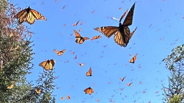 Unlocking the monarch's migration secrets in Mexico's butterfly empire | CBC News - Unlocking the monarch's migration secrets in Mexico's butterfly empire | CBC News