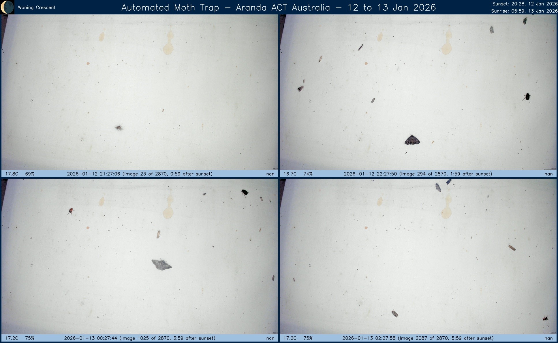 Collage showing insects attracted to light and automatically imaged 1 hour, 2 hours, 4 hours and 6 hours after sunset in Aranda, ACT, Australia on the night of 12 to 13 Jan 2026. The image includes four smaller images collected around the listed times. Each image shows a section of sheet with a variable number of insects attracted to UV and visible light. Number and variety depends on time of year and conditions during the given night. The image is also labeled with basic details of the associated weather and moon phase. For more explanation of the Automated Moth Trap project visit https://amt.hobern.net/ and https://www.flickr.com/photos/dhobern/albums/72177720322426621.