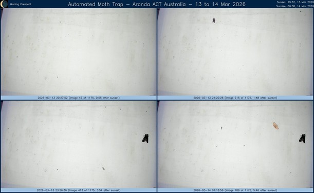 Collage showing insects attracted to light and automatically imaged 1 hour, 2 hours, 4 hours and 6 hours after sunset in Aranda, ACT, Australia on the night of 13 to 14 Mar 2026. The image includes four smaller images collected around the listed times. Each image shows a section of sheet with a variable number of insects attracted to UV and visible light. Number and variety depends on time of year and conditions during the given night. The image is also labeled with basic details of the associated weather and moon phase. For more explanation of the Automated Moth Trap project visit https://amt.hobern.net/ and https://www.flickr.com/photos/dhobern/albums/72177720322426621.