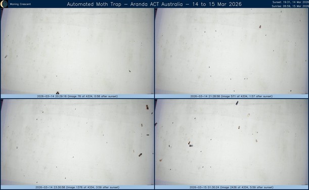 Collage showing insects attracted to light and automatically imaged 1 hour, 2 hours, 4 hours and 6 hours after sunset in Aranda, ACT, Australia on the night of 14 to 15 Mar 2026. The image includes four smaller images collected around the listed times. Each image shows a section of sheet with a variable number of insects attracted to UV and visible light. Number and variety depends on time of year and conditions during the given night. The image is also labeled with basic details of the associated weather and moon phase. For more explanation of the Automated Moth Trap project visit https://amt.hobern.net/ and https://www.flickr.com/photos/dhobern/albums/72177720322426621.